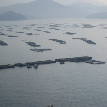 宇和海と養殖いかだ1