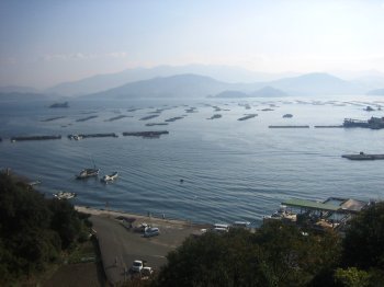 宇和海と養殖いかだ2