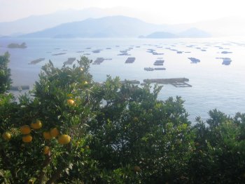宇和海と養殖いかだ3