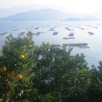 宇和海と養殖いかだ3