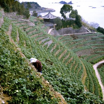 遊子水荷浦の段畑1