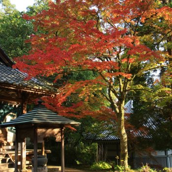 西山興隆寺　紅葉