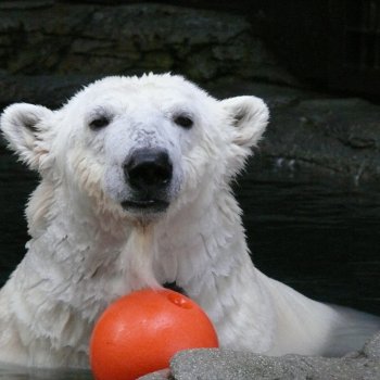 とべ動物園（白くまピース）
