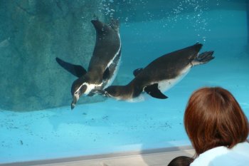 とべ動物園（ペンギン舎）