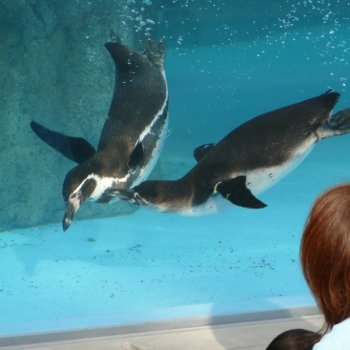 とべ動物園（ペンギン舎）