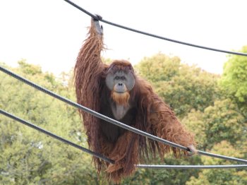 とべ動物園（オラン綱渡り）