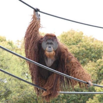 とべ動物園（オラン綱渡り）