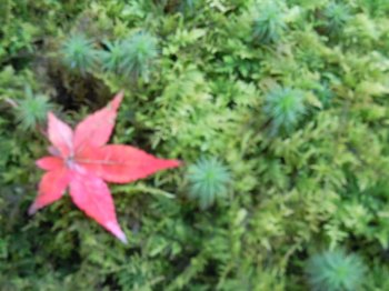 臥龍山荘10