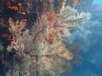 『海底が見える船』ユメカイナ・ガイヤナ6
