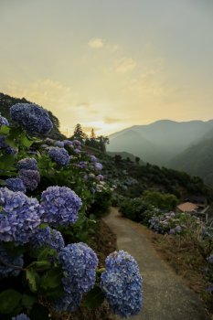紫陽花と夕日