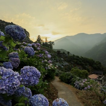 紫陽花と夕日