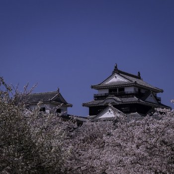 松山城（桜）K1