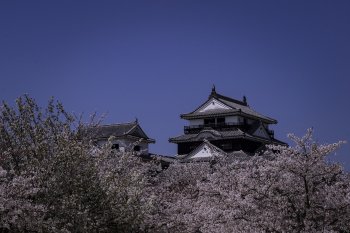 松山城（桜）K1