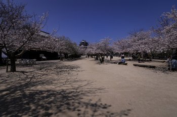 松山城（桜）K2