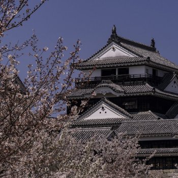 松山城（桜）K3