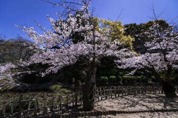 フォトギャラリー(無料写真ダウンロード)Image Gallery (Free Download) 道後公園(桜)K1