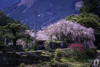 石畳東のしだれ桜　K1