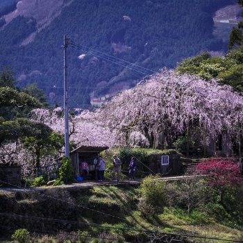 石畳東のしだれ桜　K1
