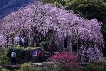 石畳東のしだれ桜　K2