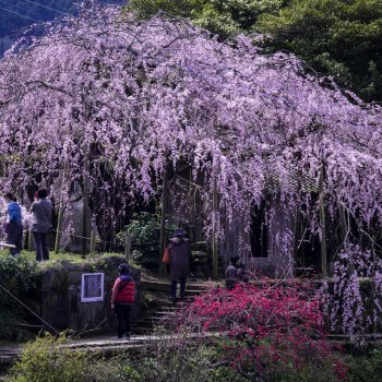 石畳東のしだれ桜　K2