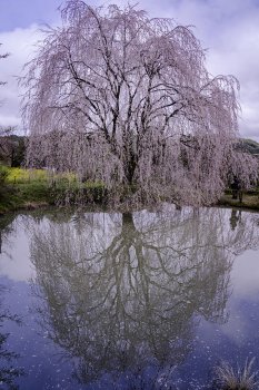 内子　相野の花　K2