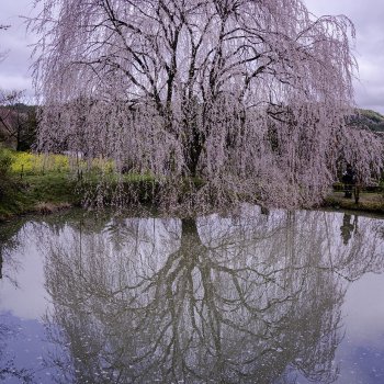 内子　相野の花　K2