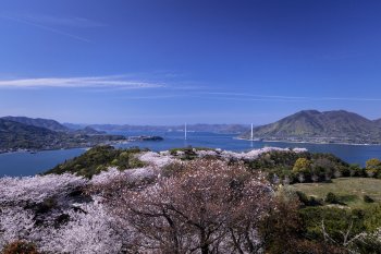 開山公園（桜）K-1