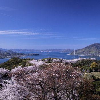 開山公園（桜）K-1