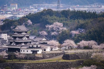 大洲城（桜）K5