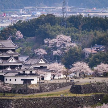 大洲城（桜）K5