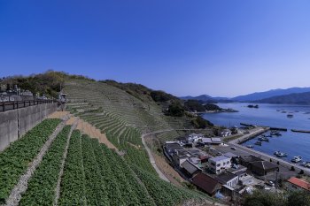 遊子水荷浦段畑K4