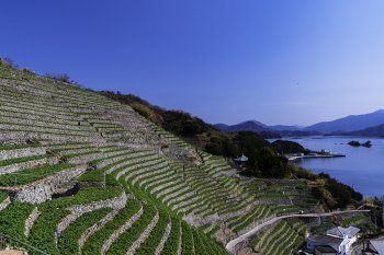 遊子水荷浦段畑K6