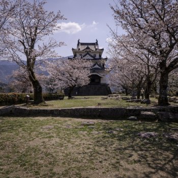 宇和島城（桜）K1