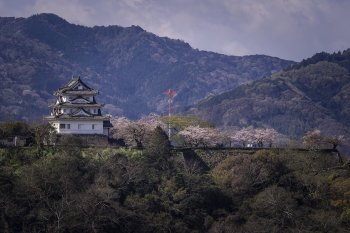 宇和島城（桜）K3