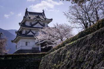 宇和島城（桜）K5