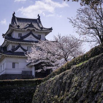 宇和島城（桜）K5