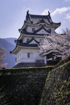 宇和島城（桜）K6