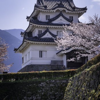 宇和島城（桜）K6