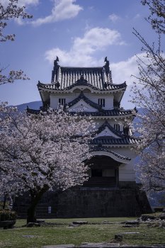 宇和島城（桜）8