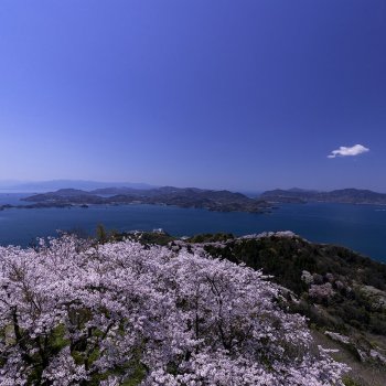 積善山（桜）K1