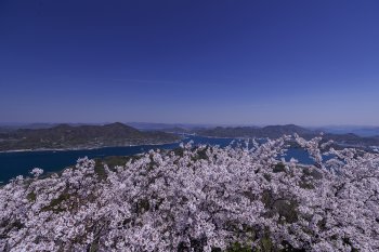 積善山（桜）K2