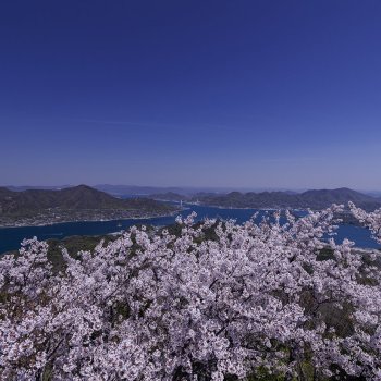 積善山（桜）K2