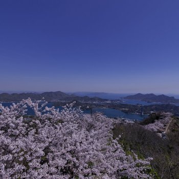 積善山（桜）K3