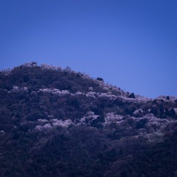 積善山（桜）K4