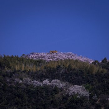 開山公園（桜）K1