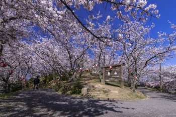 開山公園（桜）K2