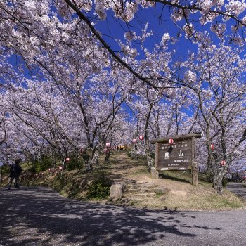 開山公園（桜）K2