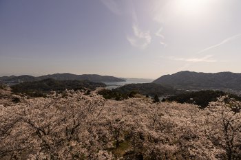 開山公園（桜）K3