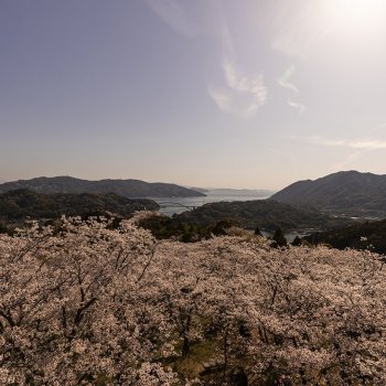 開山公園（桜）K3
