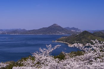 開山公園（桜）K4